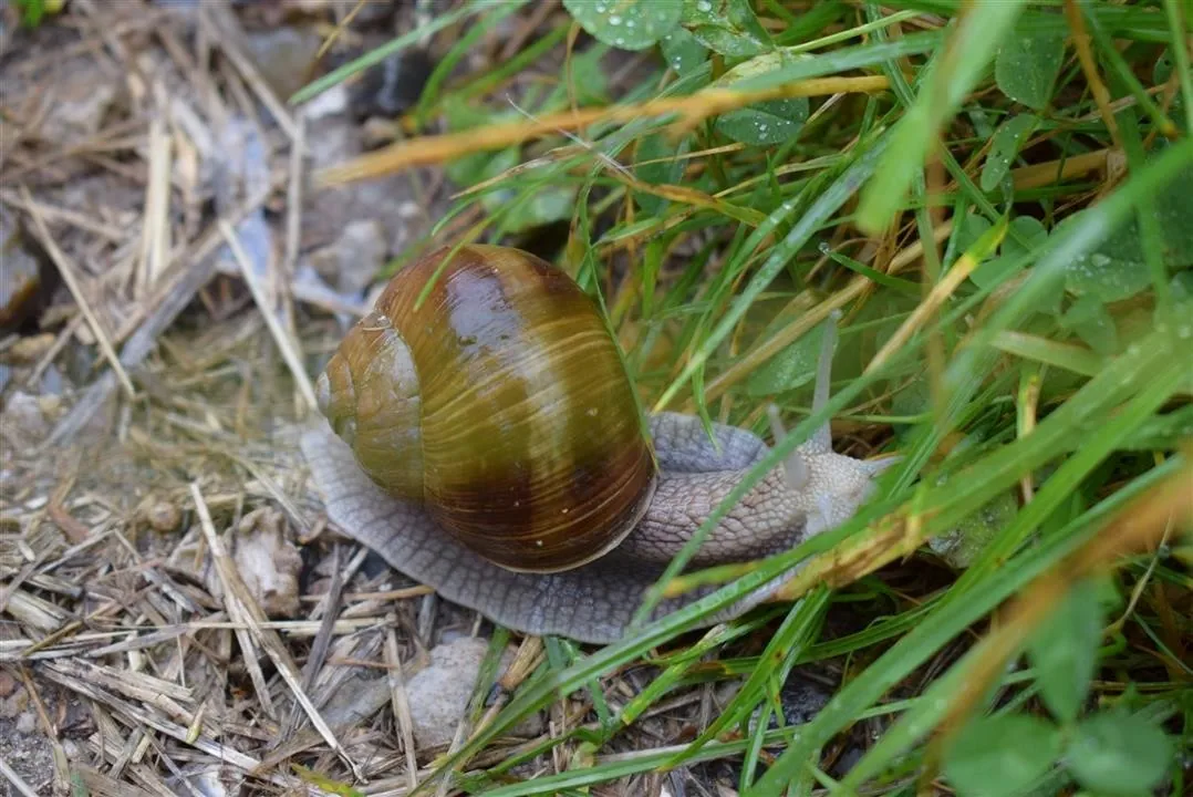 G21.4 bramslev bakker restaurant lunch fri 21 jul (12)